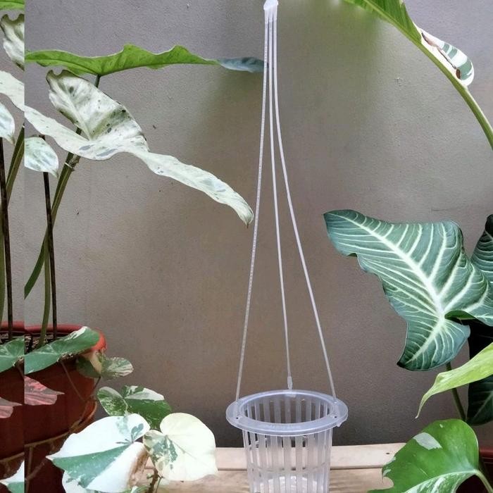 Pot Bunga Tanaman Gantung Anggrek Bibit NKT Netpot 14cm Bening