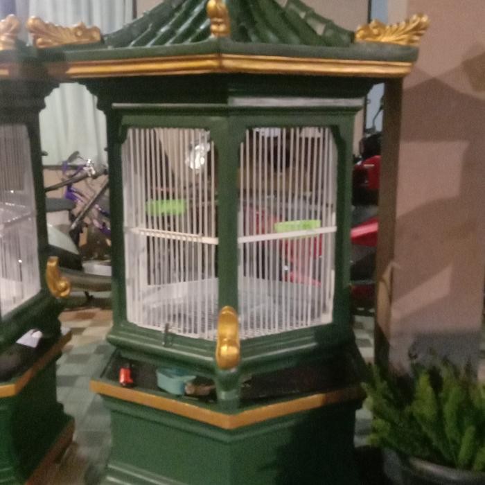 SANGKAR BETON BEKISAR BURUNG BEO