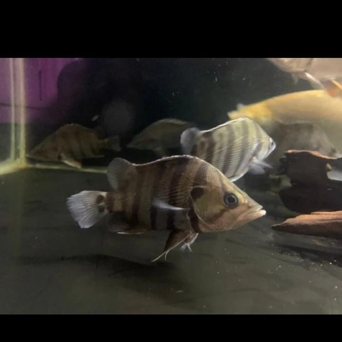 IKAN HIAS DATZ SILVER/DATZNOID