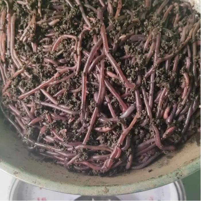 STOK TERBATAS  CACING TANAH LUMBRICUS RUBELLUS HIDUP PAKAN PREDATOR UMPAN PANCING TERJANGKAU