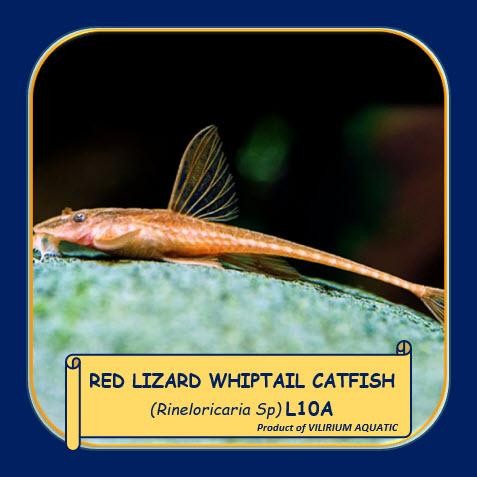 t00e- Ikan Hias Air Tawar - Sapu Sapu Red Lizard (3Cm)