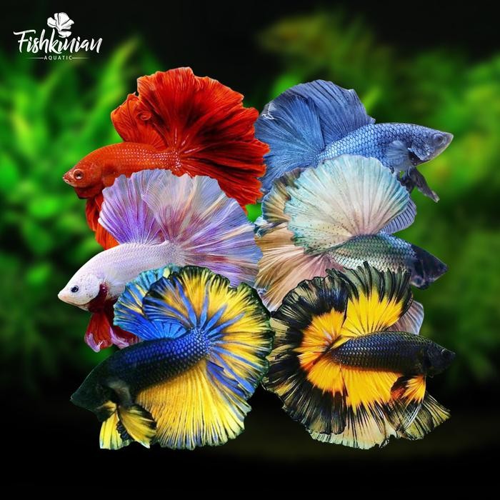 t00e- Ikan Hias Cupang Halfmoon (Hm) Rosetail Grade A
