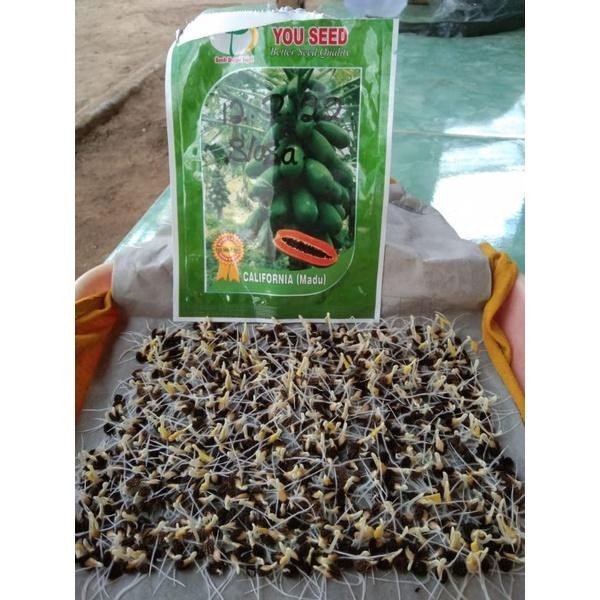 Bibit Biji PEPAYA CALIFORNIA MADU dari CAP YOU SEED Benih Pepaya