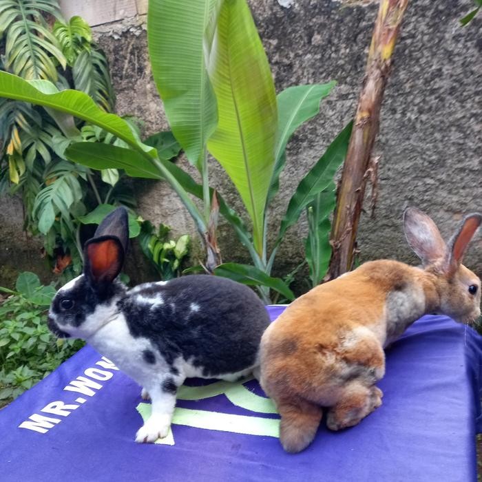 Kelinci Rex bulu karpet anakan sepasang (2).