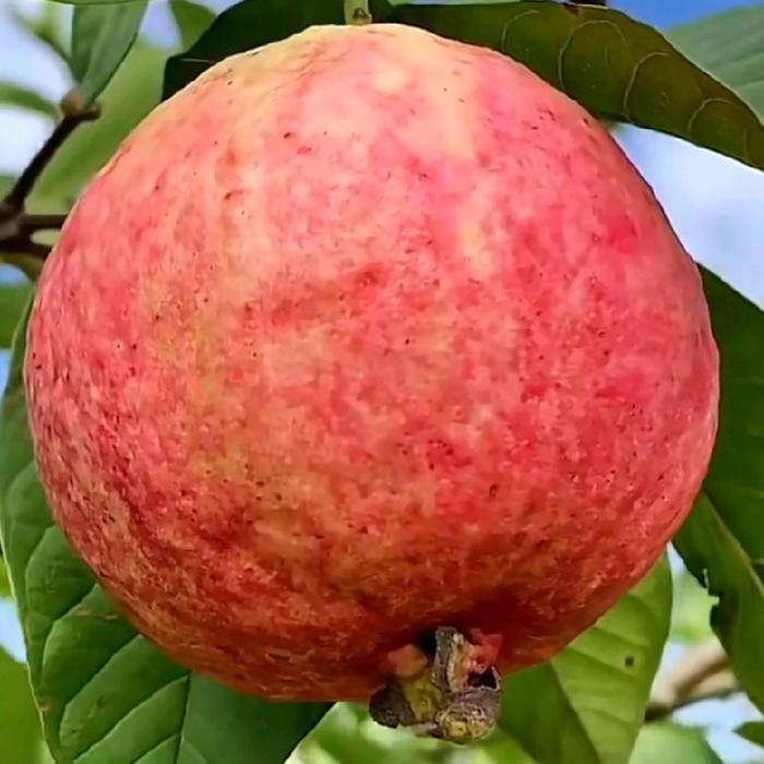 BIBIT JAMBU KRISTAL MADU MERAH SUPER UNGGUL KUALITAS NOMOR SATU