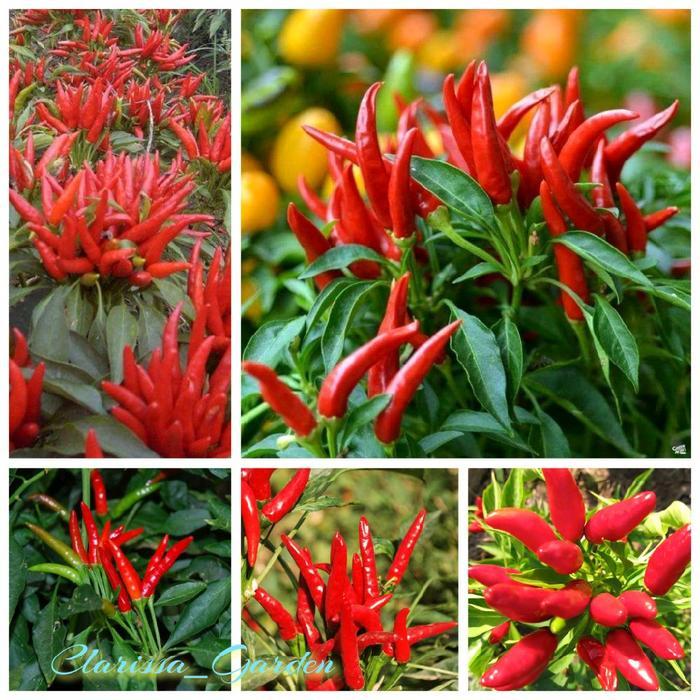NEW BIJI BENIH TANAMAN CABE RAWIT RED CLUSTER CABE TUMPUK