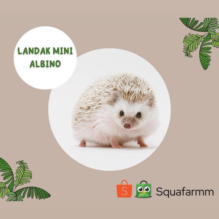 Ready Terlaris Landak Mini Albino / Hedgehog Albino / Free Botol Minum Promo Murah