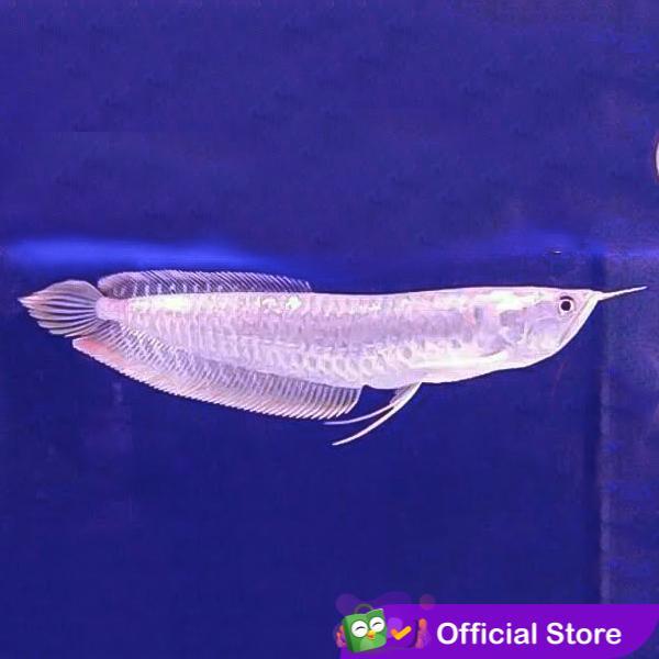 TERLARISSS Arwana Silver Brazil / Ikan Predator / Ikan Hias Aquascape