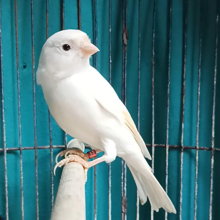 Jayus - Burung Kenari Af Super Putih Gacor