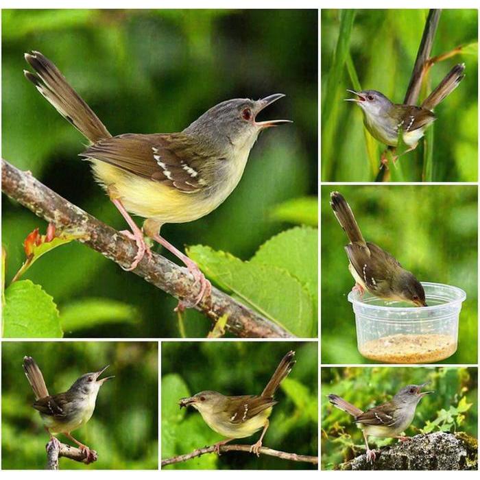 Jayus - Burung Ciblek Semi Jantan Rawatan Lama Rajin Bunyi