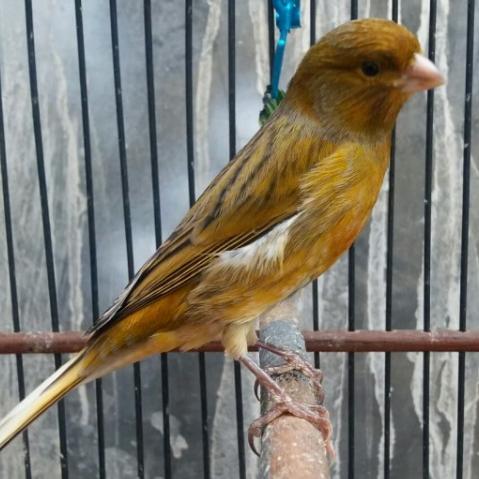 Jayus - Burung Kenari Loper Gacaoran Istimewa