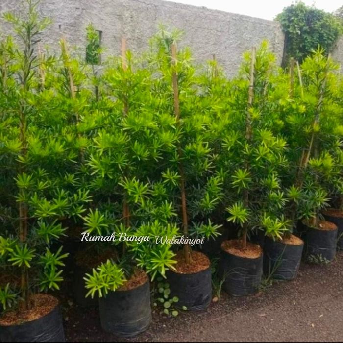 

tanaman hias lohansung