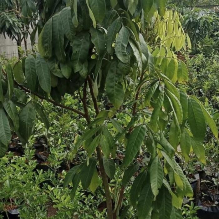 

pohon kelengkeng tinggi 2 meter / rimbun - siap berbuah