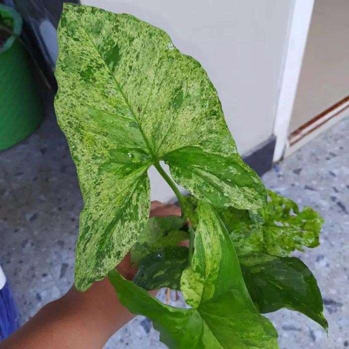 

Tanaman Hias Syngonium Podophyllum Mojito / Singonium Mujito