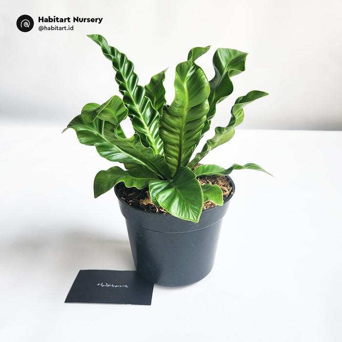 

Habitart Kadaka Lasagna Mini - Tanaman Hias 'Fern Keriting' Berdaun Unik dan Mudah Dirawat