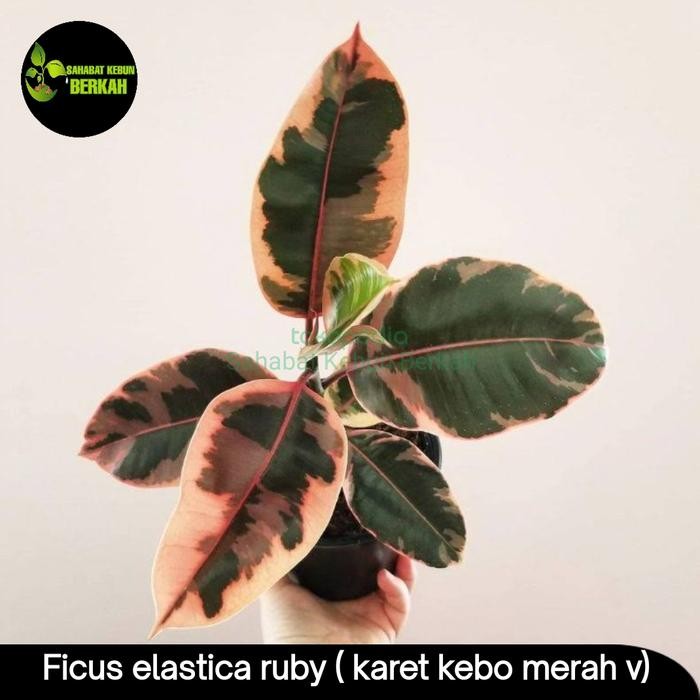 

tanaman hias karet kebo - ficus elastica ( rubby var)