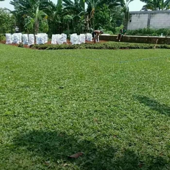 Jlterang Rumput Gajah Mini Cacah 50 X 50 Cm