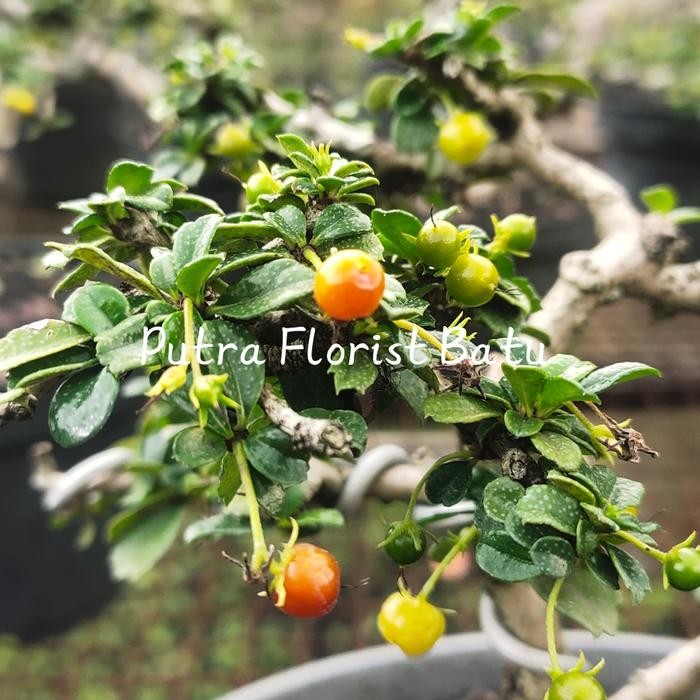 BERGARANSI Tanaman Bonsai Hokiantea Hokianti