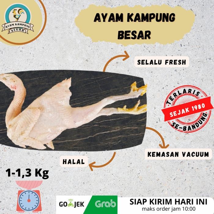 

Pilihan- Ayam Kampung Utuh Segar Sehat Bersih Khusus Bandung Berat 1Kg