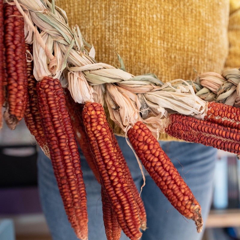 Terlaris - 50 Bibit Benih Jagung Kristal Merah