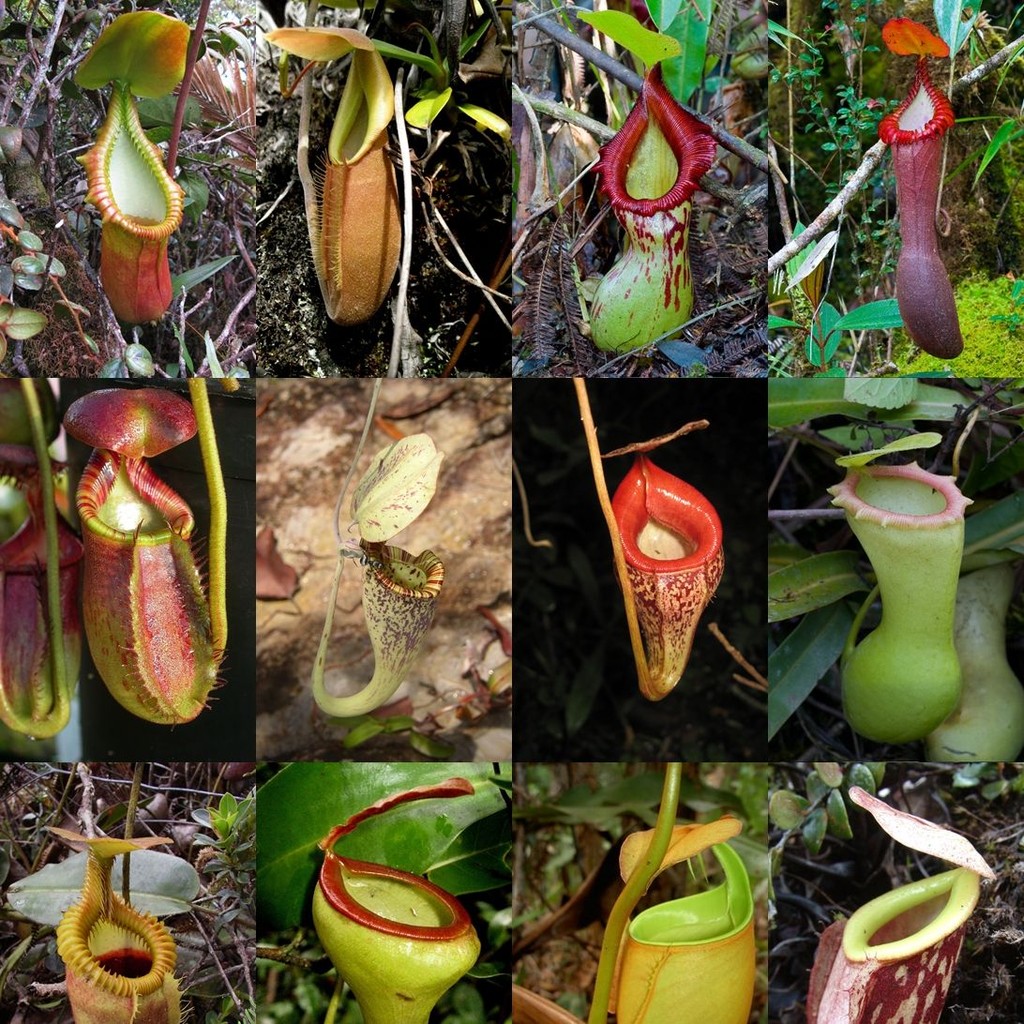 Flash Sale - 25 Bibit Benih Nepenthes Veitchii Mix