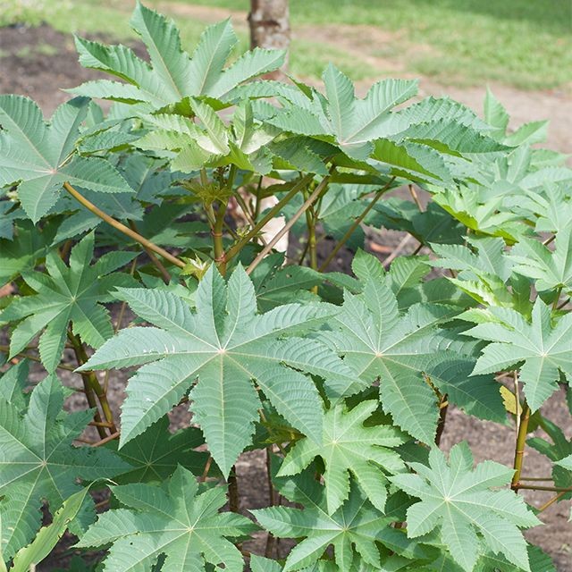 Flash Sale - 25 Daun Jarak Kepyar Hijau Segar