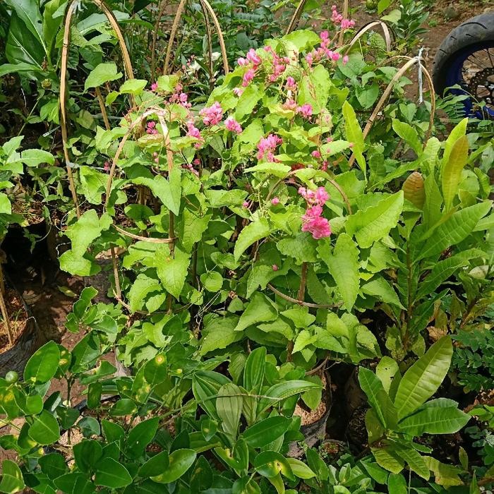 Stok Baru bibit bunga air mata pengantin pink sudah berbunga