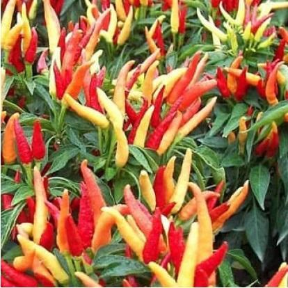 BIBIT F1 CABE RAWIT SETAN 35 BIJI / BIBIT / BENIH CABAI RAWIT SETAN