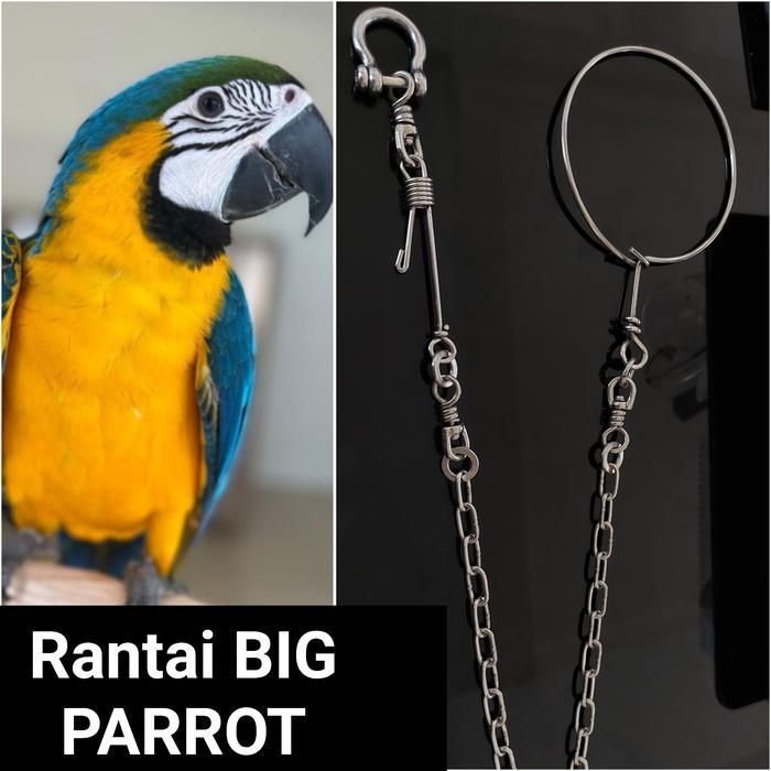 Rantai Burung MACAU Ring Borgol Omega