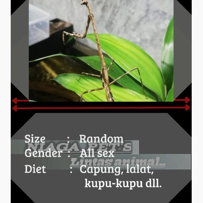 TERMURAHH giraffe mantis euchomenella (belalang sembah jerapah)
