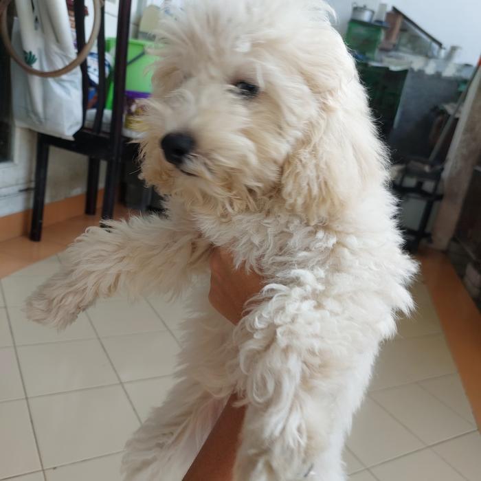 Dijual anak puppy anjing poodle murah betina jantan warna putih