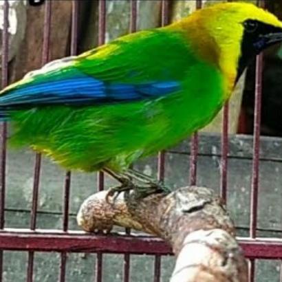 Jayus - Burung Cucak Ranting Special Kicau