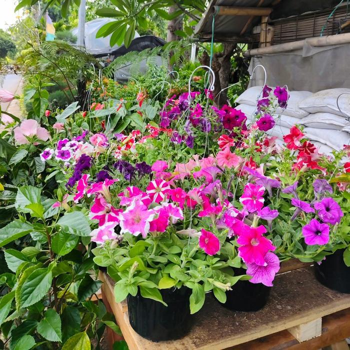 tanaman hias petunia, bunga petunia