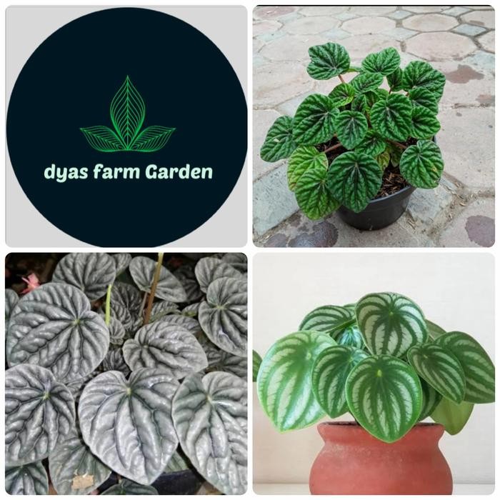 

tanaman hias paket 3 macam peperomia