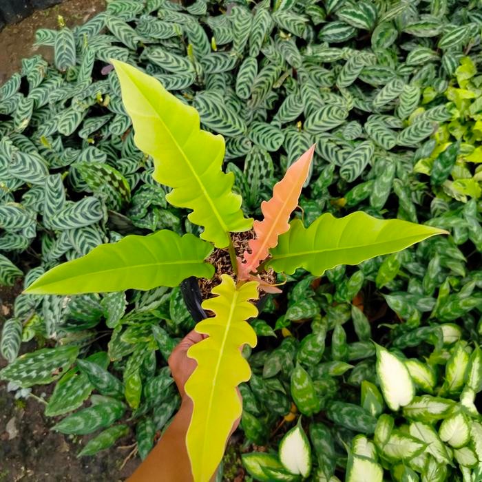 SM- Tanaman Hias Koleksi Philodendron Golden Saw Philo Gergaji Golden