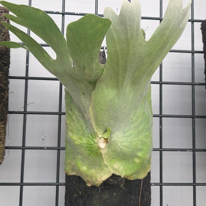 FREE ONGKIR platycerium superbum