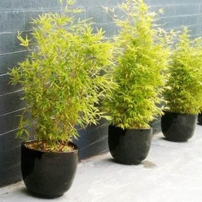 Tanaman Bambu Kuning Mini