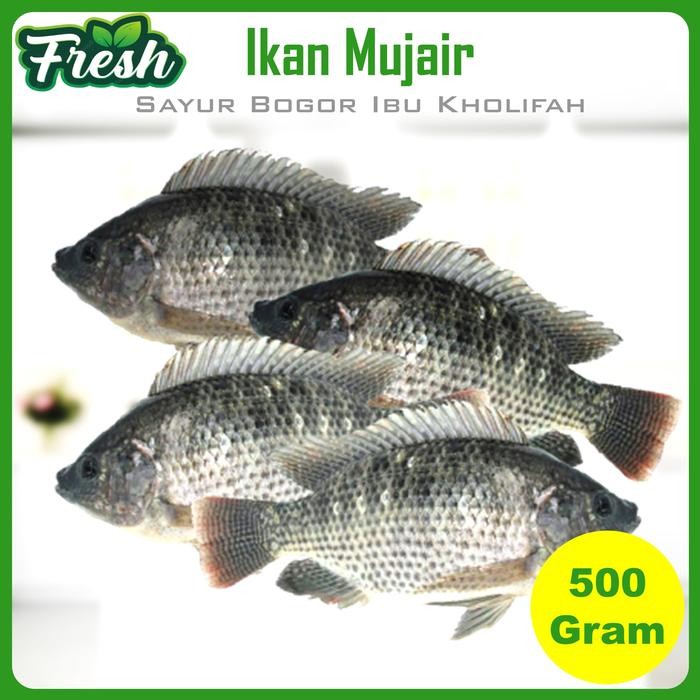 Pilihan- Ikan Mujair Mujaer Jaer Segar 500 Gram Ikan Segar Bogor