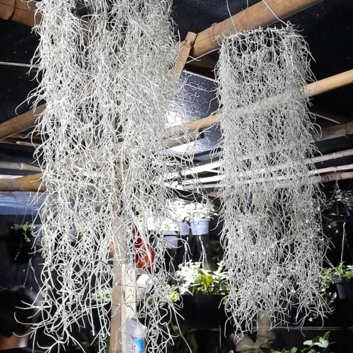 COD Pasti bisa Tanaman hias thilandsia usneoides/ Jenggot musa Tanaman hias hidup Tanaman hias hidup