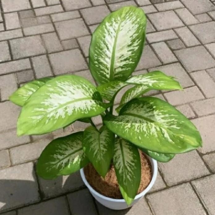 TANAMAN HIAS SRI REJEKI + POT