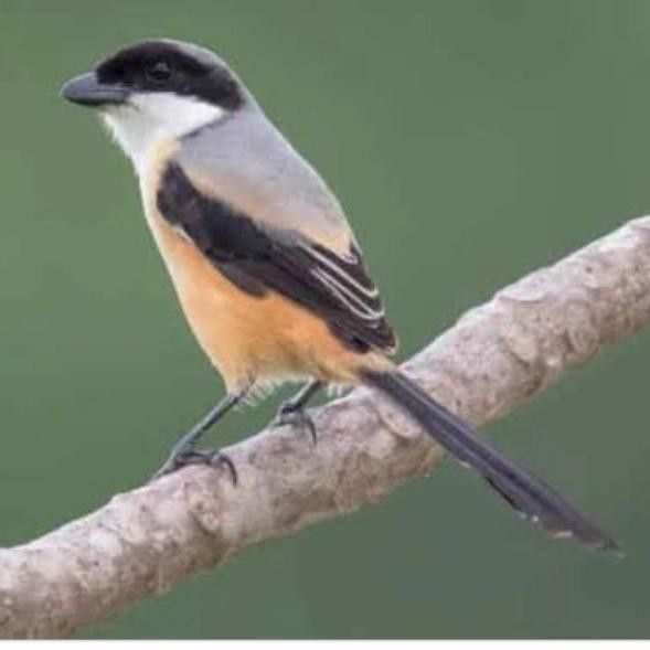 PENTET BAHAN JATIM MULUS PILIHAN JANTAN RAWATAN