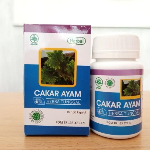 HIU CAKAR AYAM OBAT HERBAL PENDARAHAN