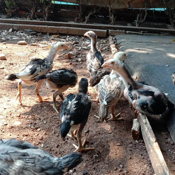 ANAKAN AYAM BANGKOK PAKHOY USIA 2 BULAN - 3 BULAN