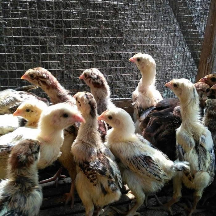 AYAM PELUNG JUMBO ANAKAN ASLI ORIGINAL