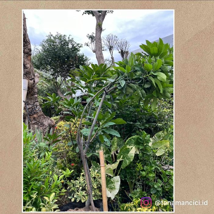 Stok Baru Pohon buah mangga manalagi berbuah Surabaya barat