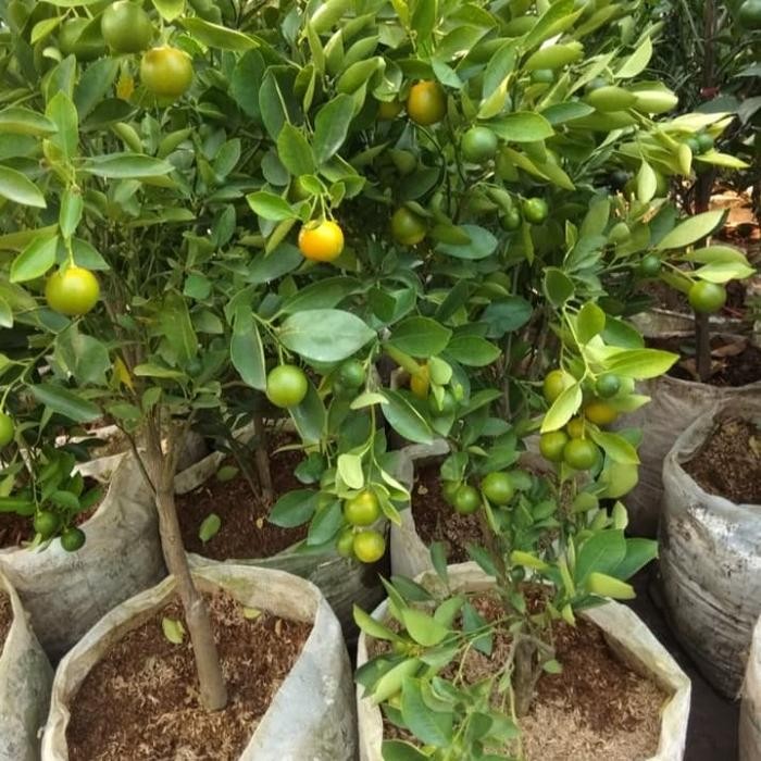Tanaman Siap Tanam Jeruk Sonkit / Pontianak / Kasturi Besar