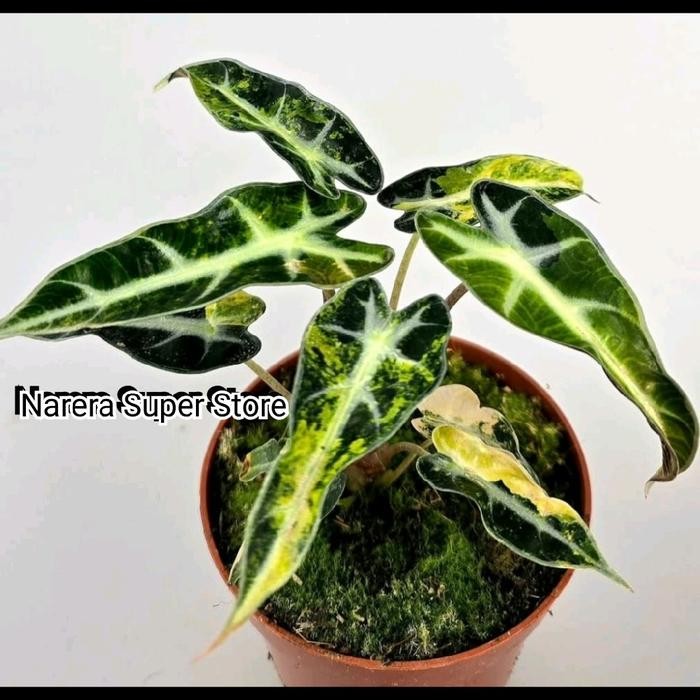 Stok Baru Tanaman Hias Alocasia Bambino Aurea Yellow Variegata Variegated Varigata Alokasia Real