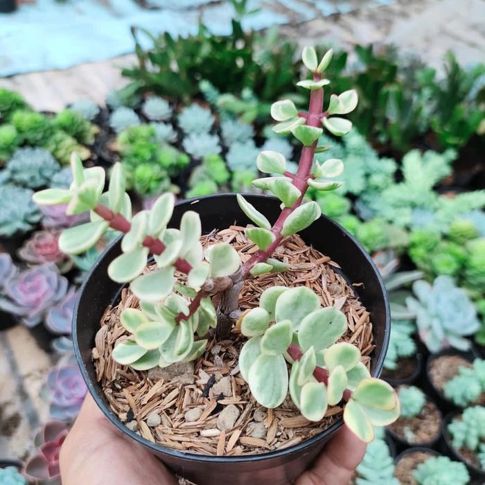 sekulen portulacaria afra var