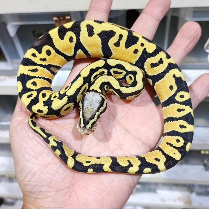 TERBARUU Ball Python Premium Morph Jantan & Betina Garansi Pengiriman