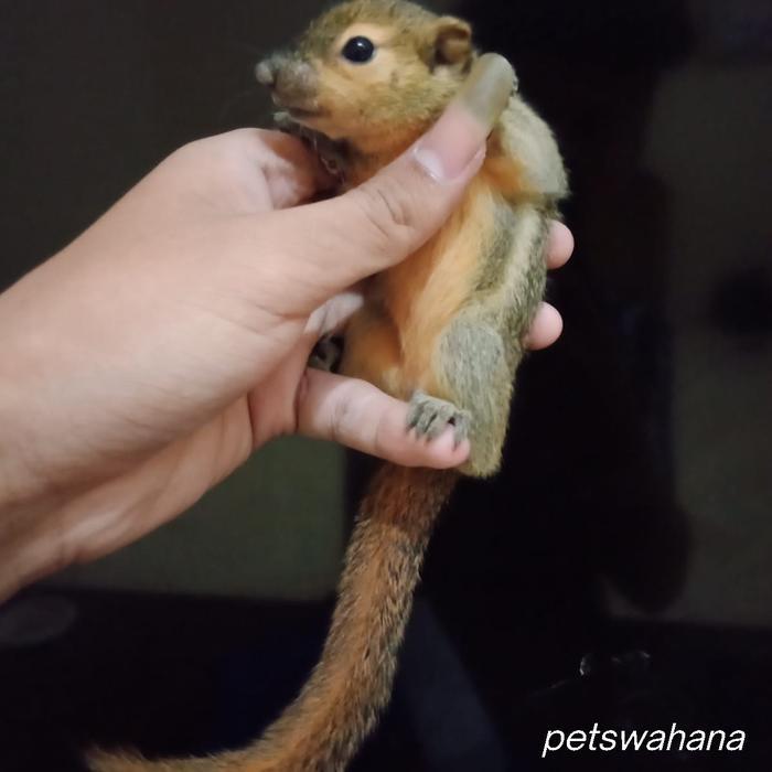 Anakan Bajing Kelapa